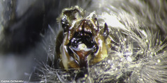 Anthophora canescens