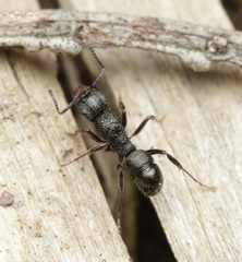 Rhytidoponera victoriae