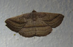 Nadagara xylotrema