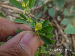 Crotalaria medicaginea