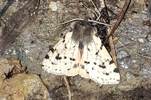 Spilosoma persimilis · iNaturalist United Kingdom