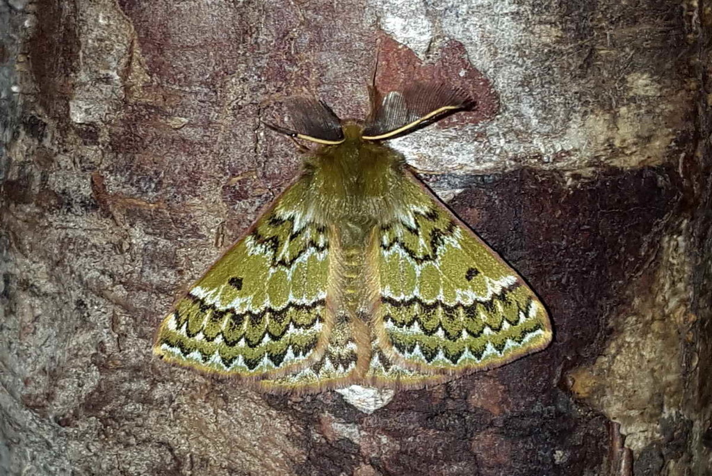 Corticomis