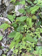 Rubus trianthus