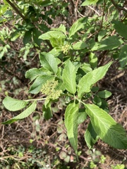 Sambucus nigra