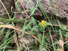 Sigesbeckia australiensis