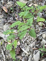 Rubus trianthus