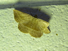 Nadagara xylotrema