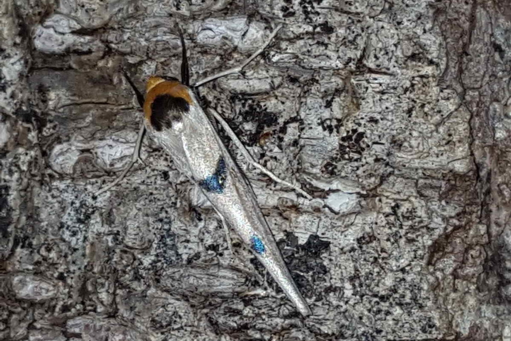 Monosyntaxis honeyi