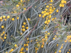 Acacia saligna