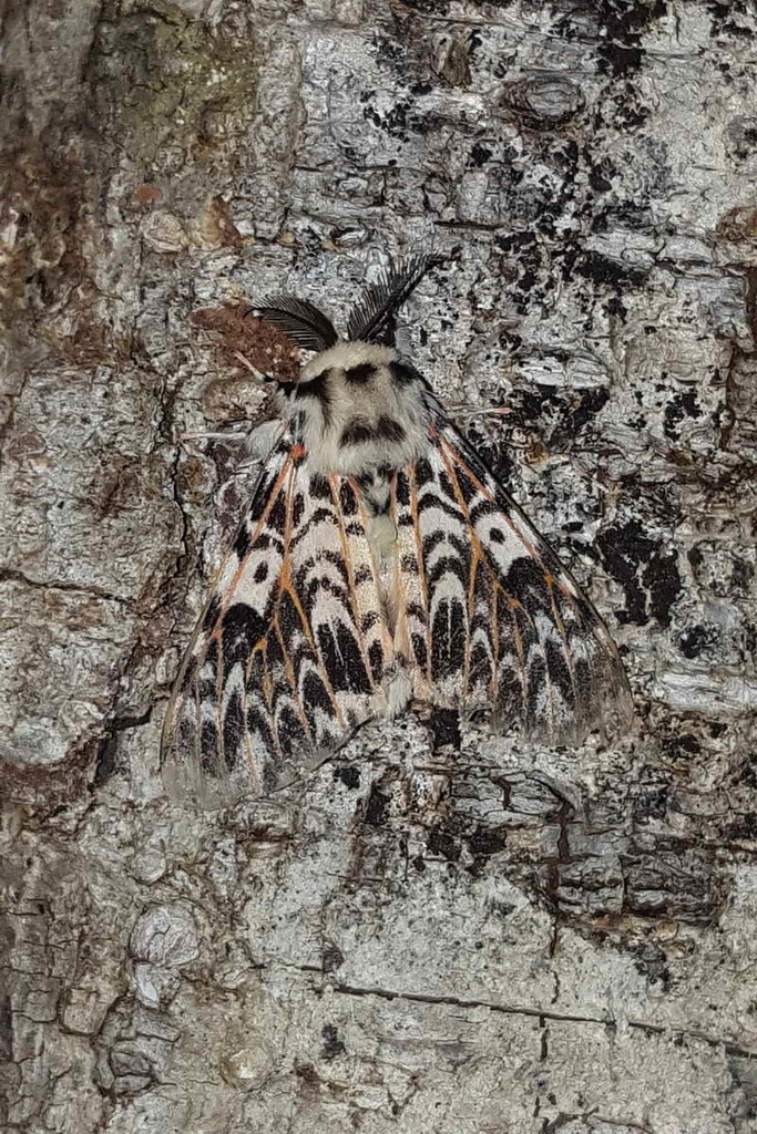 Lymantria syntropha