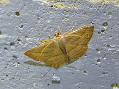 Nadagara xylotrema