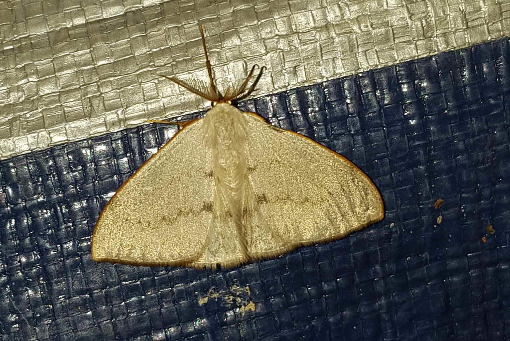 Argodrepana tenebra (Argodrepana tenebra)