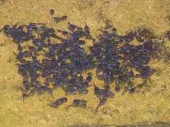 Phrynomantis annectens