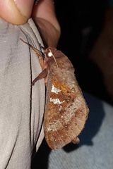 Oxycanus