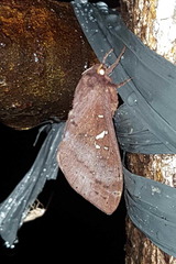 Oxycanus