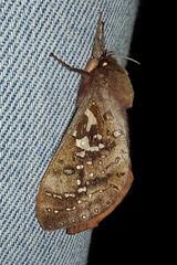 Oxycanus