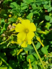 Oxalis pes-caprae