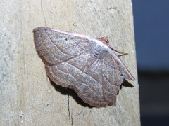 Nadagara xylotrema