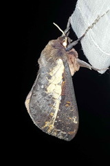 Oxycanus
