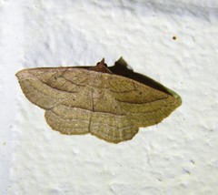 Nadagara xylotrema