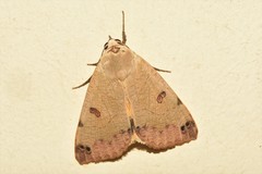 Ophiusa legendrei