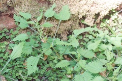 Urtica sykesii