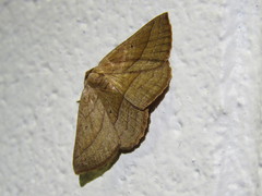 Nadagara xylotrema