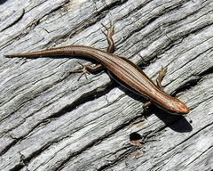 Pseudemoia entrecasteauxii