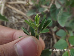 Crotalaria medicaginea