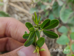 Crotalaria medicaginea