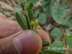 Crotalaria medicaginea