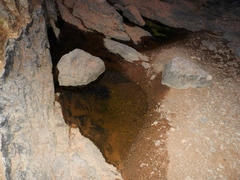 Phrynomantis annectens