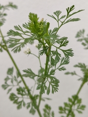 Bifora testiculata