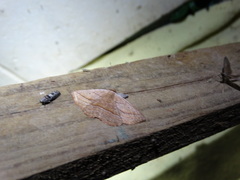 Nadagara xylotrema