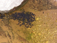 Phrynomantis annectens