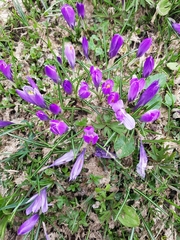 Crocus vernus