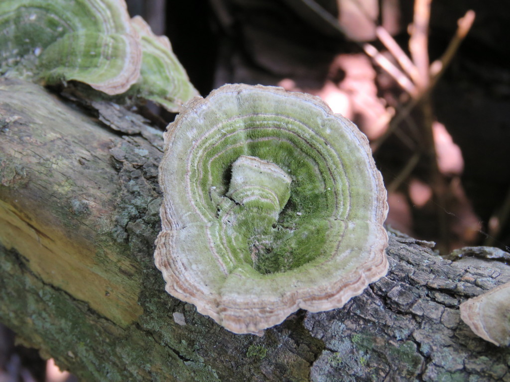 Trametes hirsuta · November 2017 · photo: © nicoolejnik (iNaturalist, cc-by)