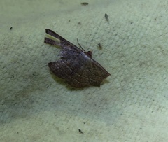 Nadagara xylotrema