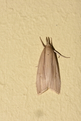 Chilo sacchariphagus