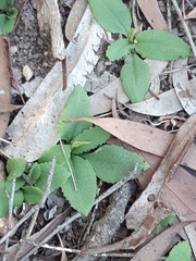 Pterostylis concinna