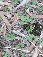 Pterostylis concinna