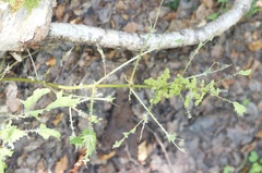 Urtica sykesii