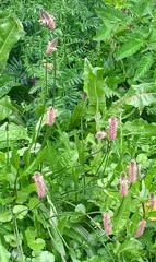 Plantago lanceolata