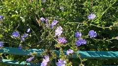 Cichorium intybus