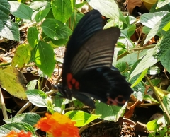 Papilio memnon