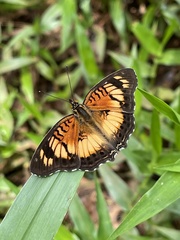 Junonia sophia sophia