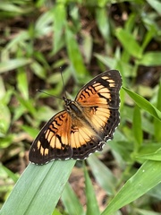 Junonia sophia sophia