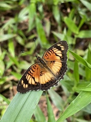 Junonia sophia sophia