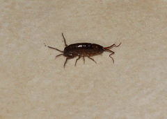 Arcitalitrus