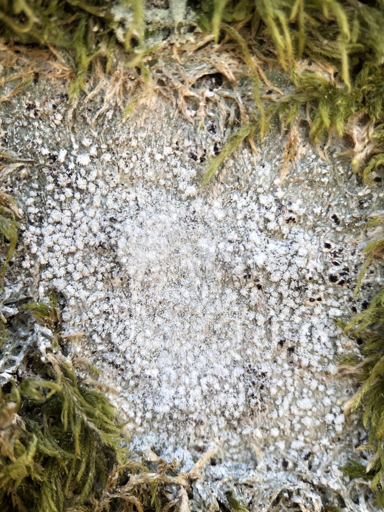 Fluff-wart lichens